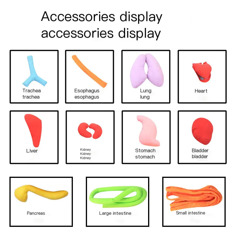 3D Human Organ Apron Toy for Kids Learning Fun