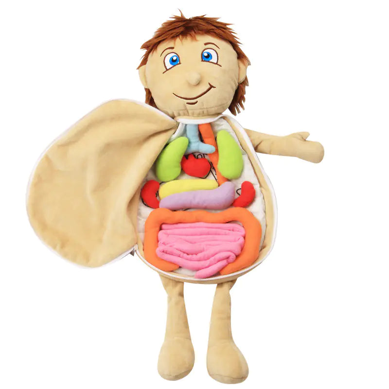 3D Human Organ Apron Toy for Kids Learning Fun