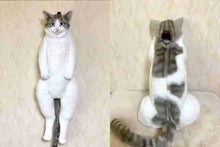 Kitty Cuddle Backpack Plush