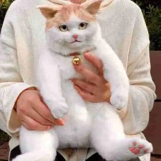 Kitty Cuddle Backpack Plush