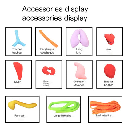 3D Human Organ Apron Toy for Kids Learning Fun